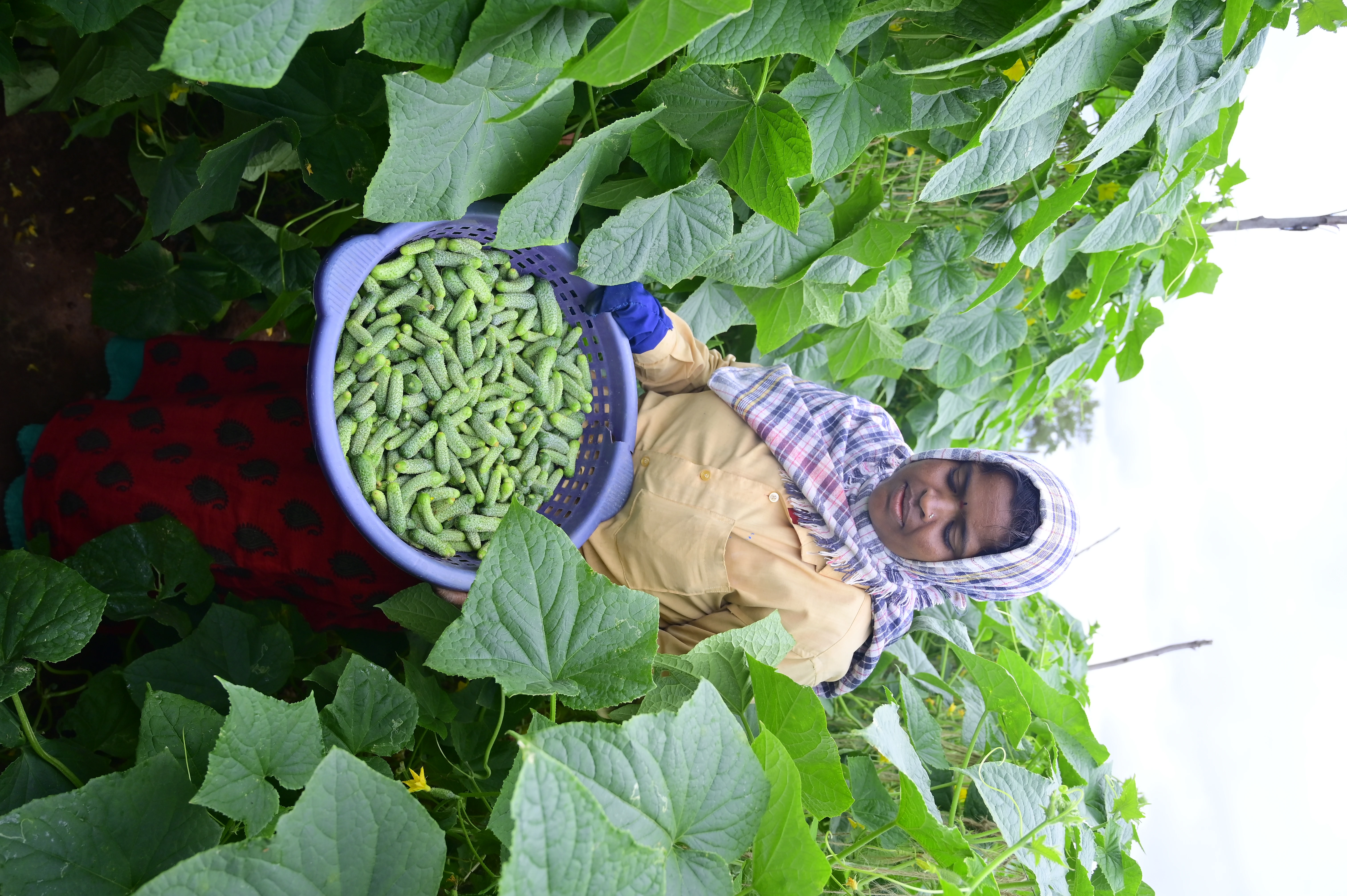 Farm
