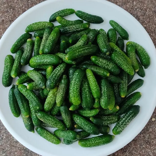 Fresh Gherkins