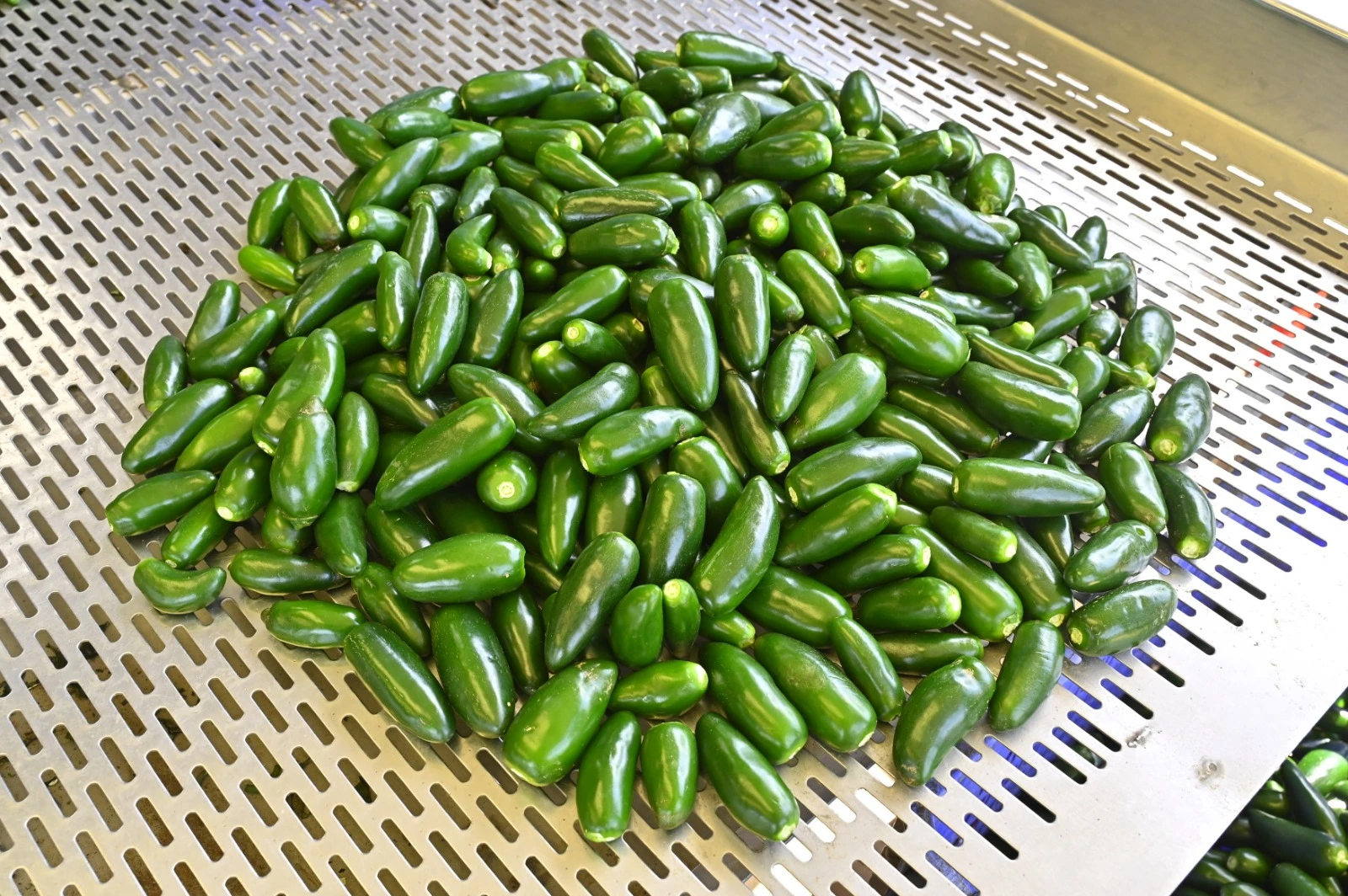Fresh Jalapeno